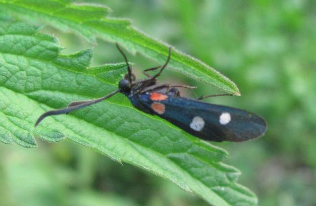 Zygaena ephialtes: aberrazione o cosa?